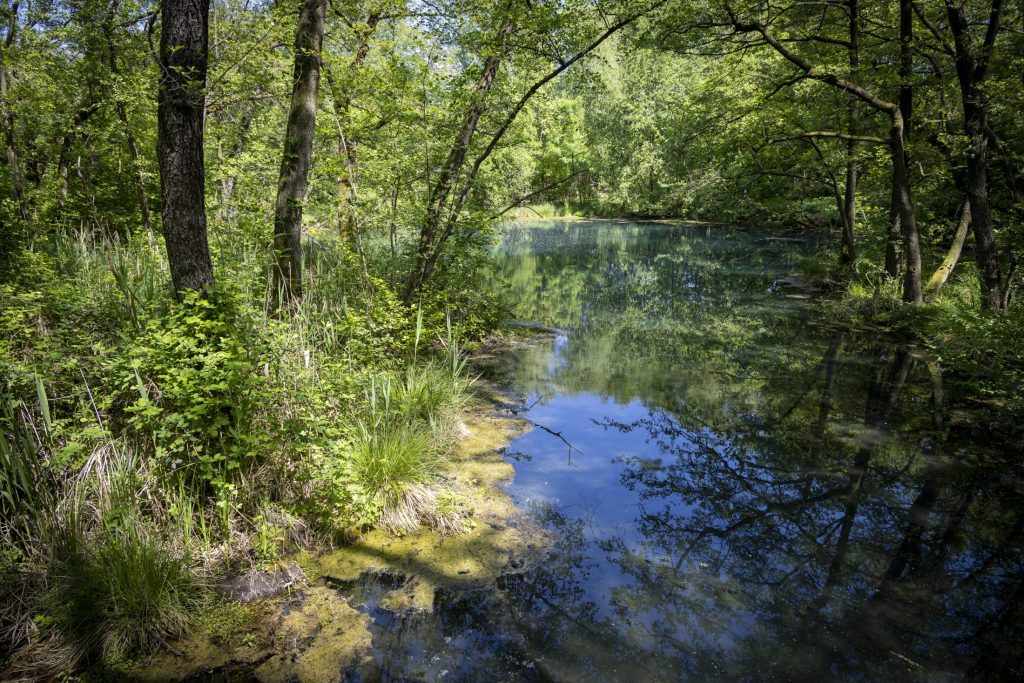 Természetfotó – Roncs Attila fotográfus felvétele (13)